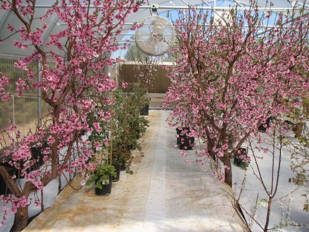  photo 103_zps74c32dad.jpg